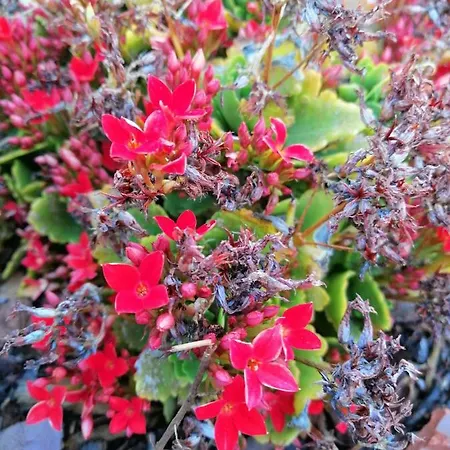 Дом отдыха Maria Quinta 5 