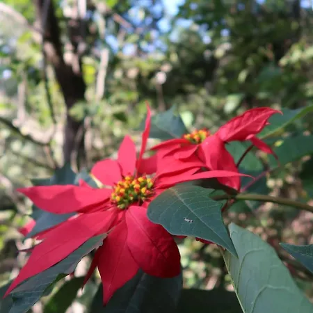 بيت للعطل Maria Quinta 5 