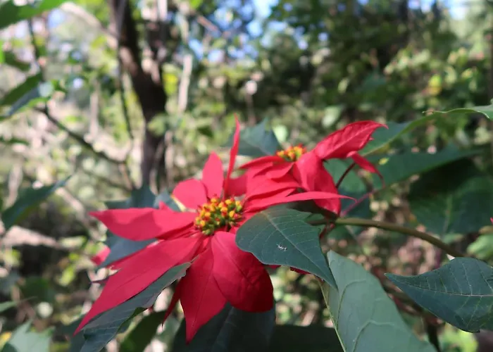 Casa de Férias Maria Quinta 5 
